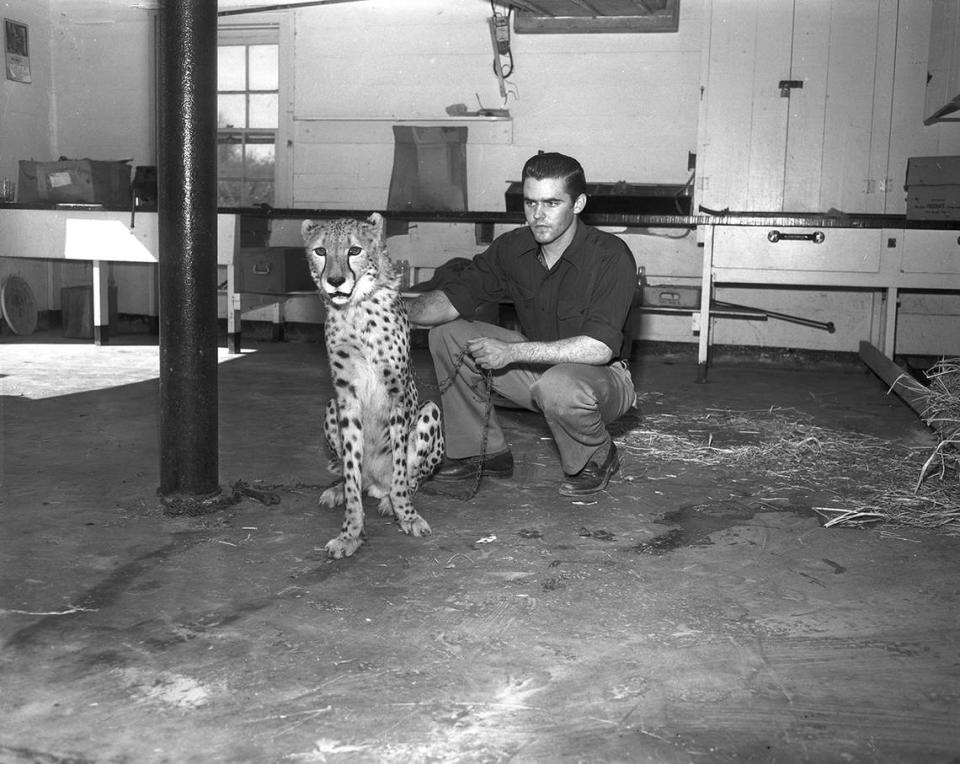 April 3, 1950: “A new arrival from Africa, by way of New York and Colorado, is the poised cheetah shown in the image with F. Kirk Johnson Jr., who brought the animal to Fort Worth. The feline is a gift to the Forest Park Zoo from F. Kirk Johnson Sr., president of the Fort Worth Zoological Society.”