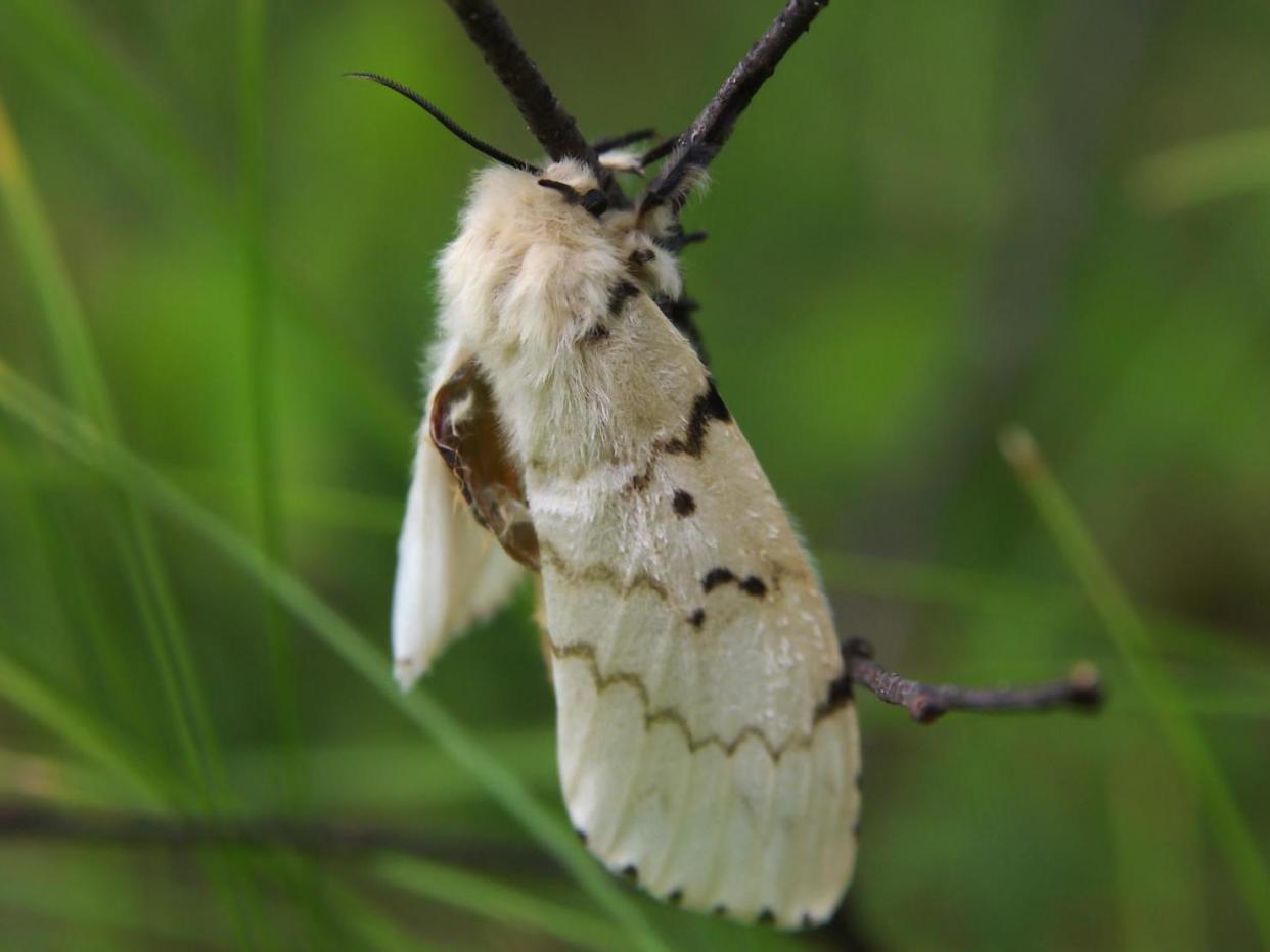 A gypsy moth: (istockphoto grannyogrim)