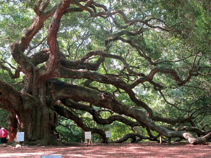 The Angel Oak tree stands on Johns Island near Charleston, S.C., Friday, Sept. 20, 2013. The tree, a landmark in the South Carolina Lowcountry, is thought to be as many as 500 years old. The Lowcountry Open Land Trust is spearheading an effort to protect 17 acres around the small park where the tree stands to provide protection from development. (AP Photo/Bruce Smith)