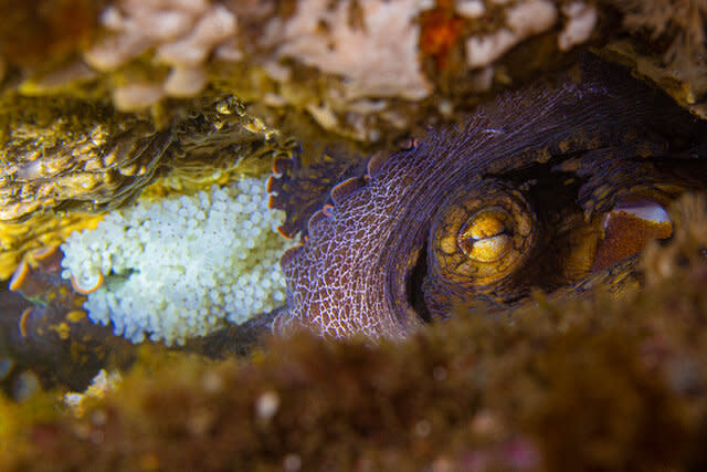 Octopus guarding eggs