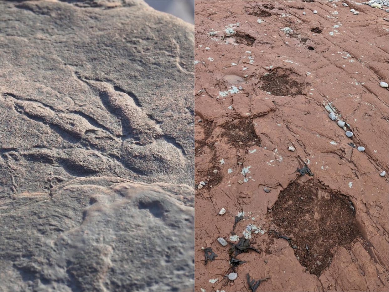 A side-by-side image of dinosaur footprints, one in gray rock and the others in red rock