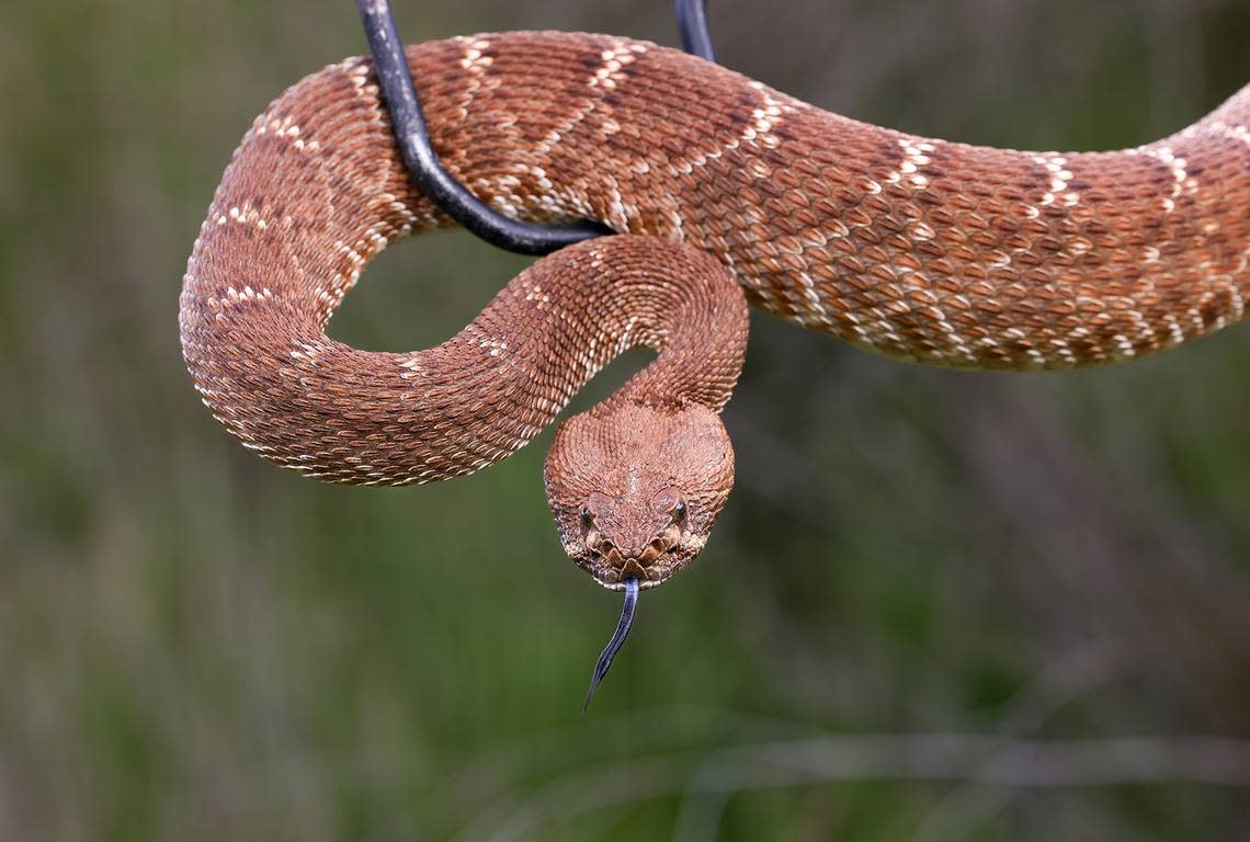 An adult male red diamond rattlesnake is photographed at San Timoteo Canyon in Riverside County on March 18, 2024. (Christina House/Los Angeles Times/TNS)