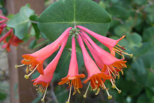 Trumpet Honeysuckle