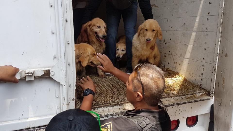 Clausuran criadero con más de 30 perros en Iztapalapa