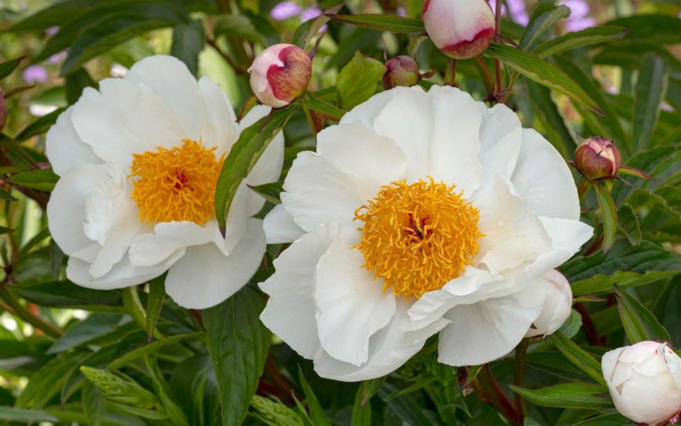 White Wings peonies - GAP Photos