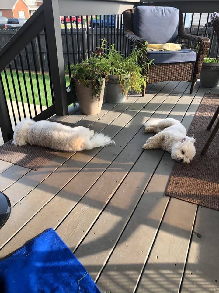 "My supervisors, Boomer and Phoenix, taking a much-needed break. It&rsquo;s a hard-knock life for us!" &mdash; <i>Shea C.H.</i>