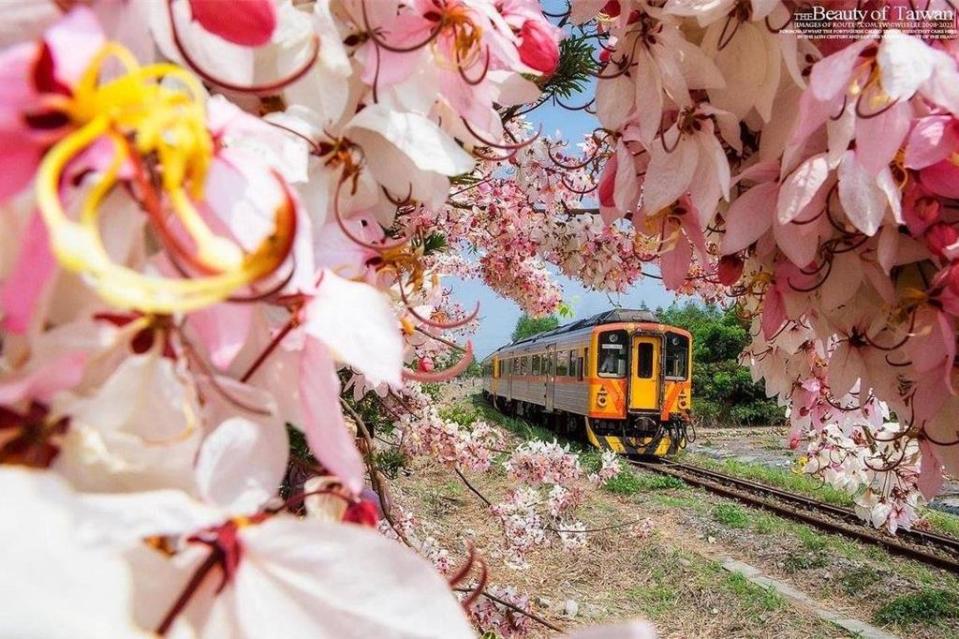 彰化二水鄉自行車道旁的花旗木近日進入開花期，花道緊鄰台鐵集集線，猶如阿里山鐵道櫻花情景！圖／參山處提供