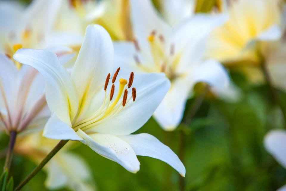 best white flowers lily