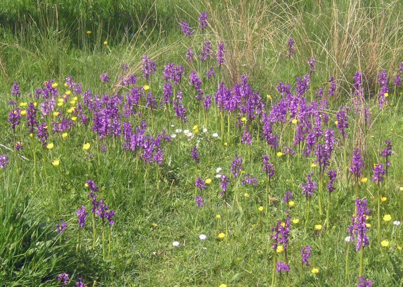 Eastern Daily Press: Green winged orchid on New Buckenham Common, NWT