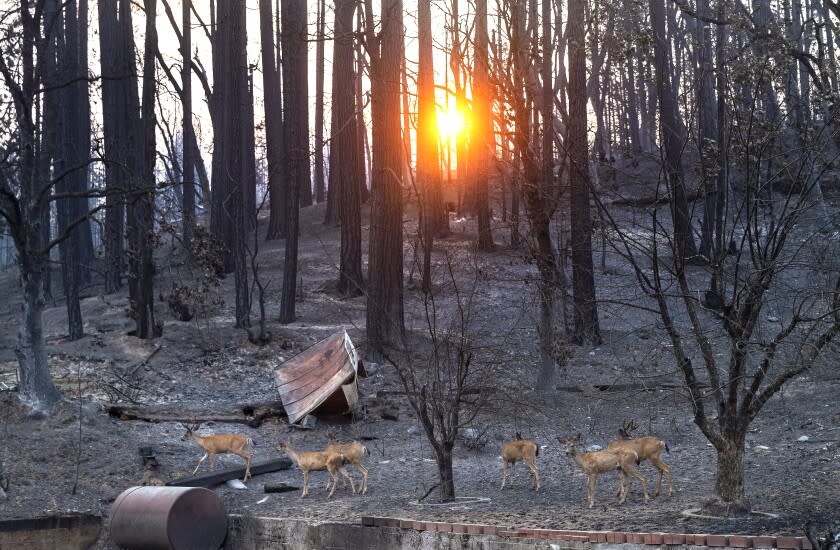 The Dixie fire destroyed most of the habitat for deer in the Greenville area.