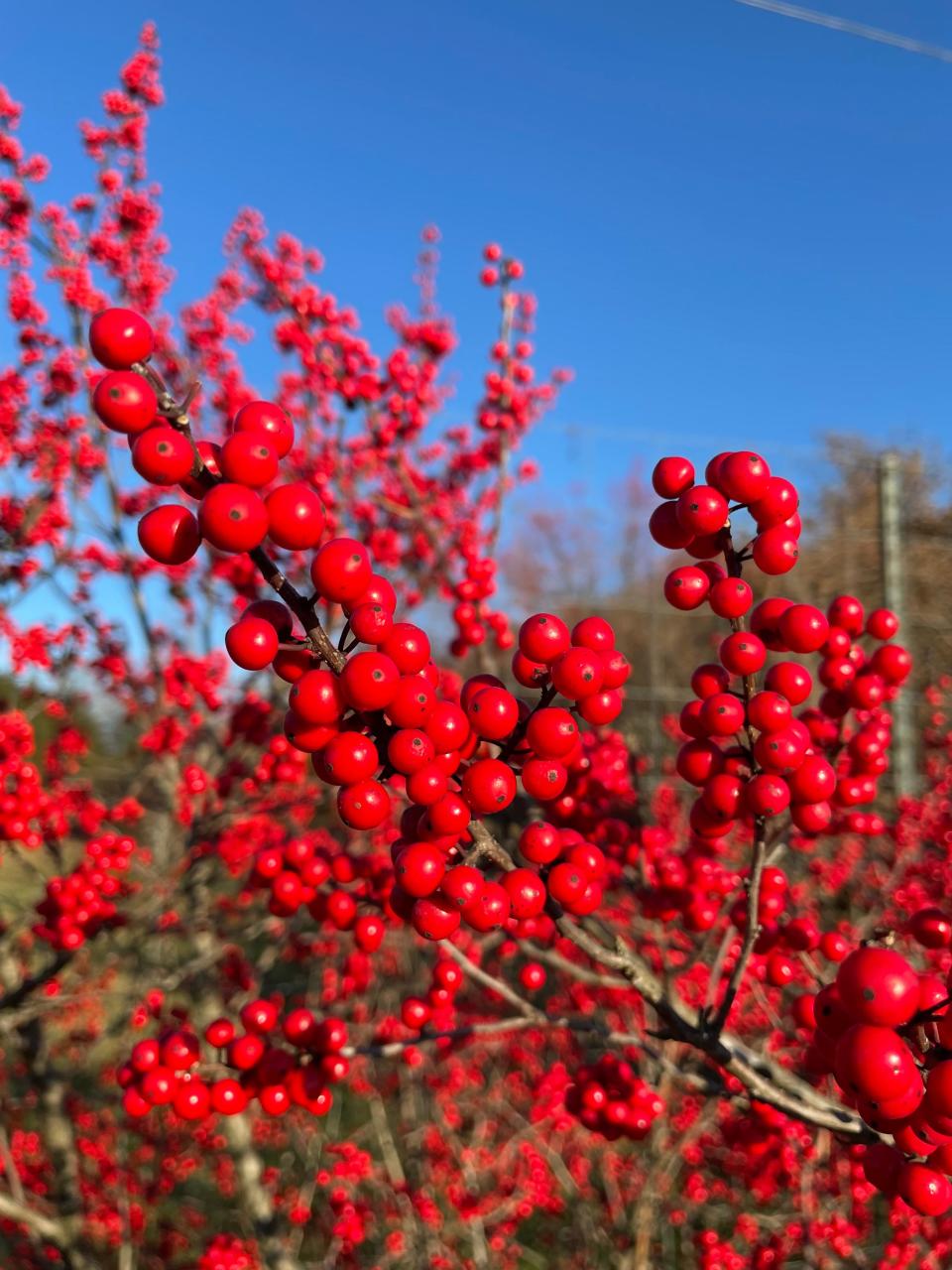 Winterberry Holly (Ilex verticillata) is a North American native shrub known for brilliant fall and winter berries. Red is the most common form but orange and yellow varieties are available. Winter Red (red), Winter Gold (orange), Goldfinch (yellow).