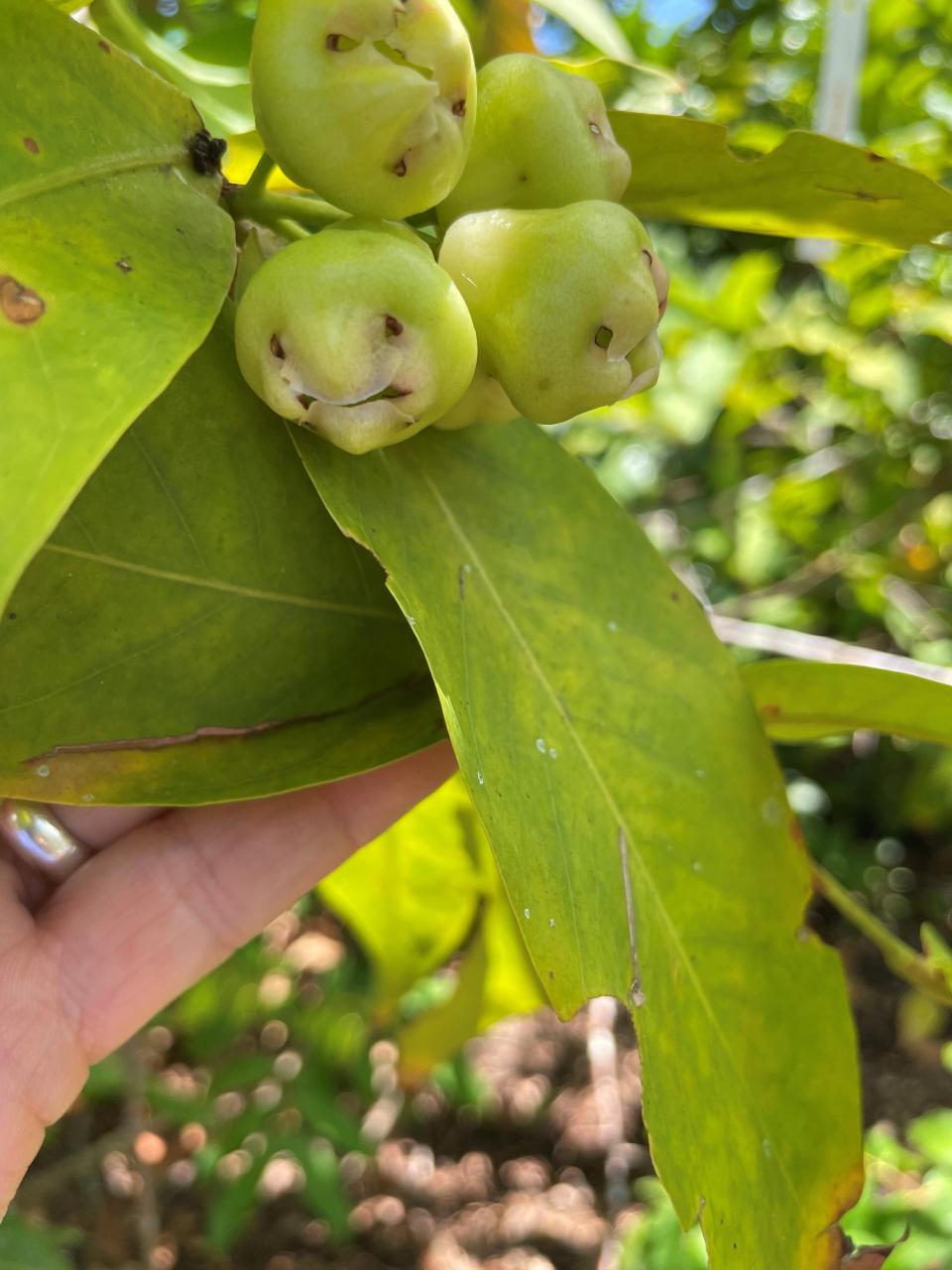 Baby jambu fruit grown by Fort Myers tropical fruit expert Madeline Bohannon.