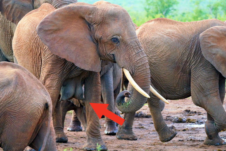 Arrow pointing to an elephant's two hanging udders