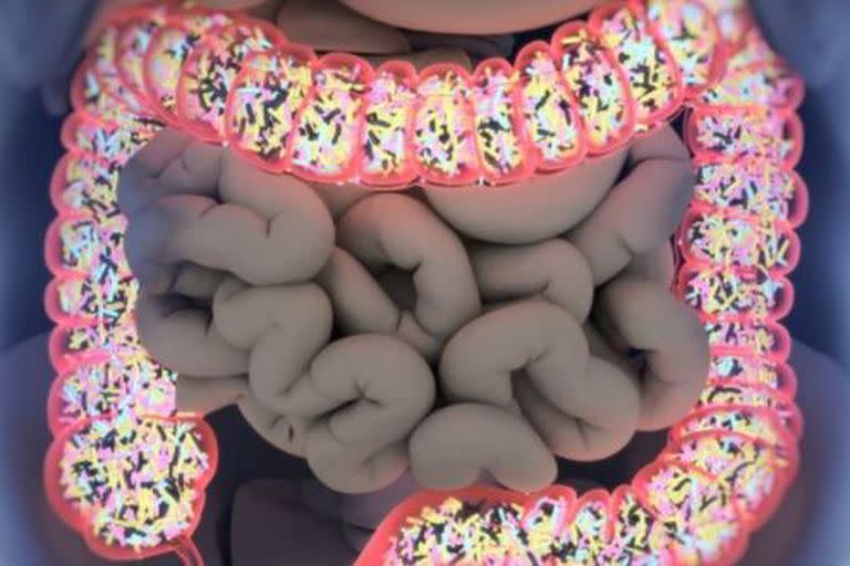 Representación en 3D del microbioma en el intestino