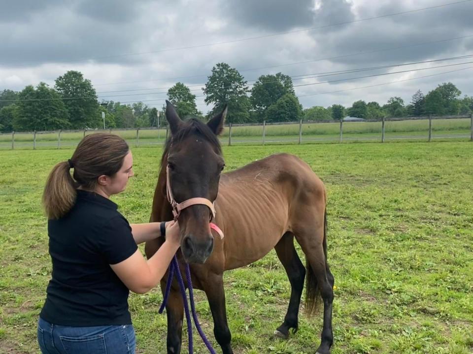 Jackie Burke, executive director of Last Chance Ranch in Richland Township, with Darien, a stray horse found on the streets of Philadelphia.