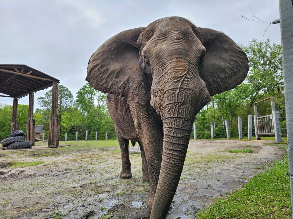 Ali, an African elephant at the Jacksonville Zoo and Gardens, hangs out in his enclosure after a team of specialists removed his infected tusk.