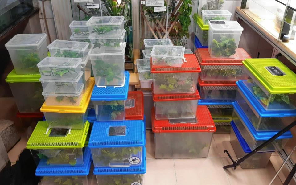 Stacks of clear plastic reptile boxes containing the lizards - BMF/Zoll