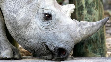 A 33-month-old black rhino is seen at a game reserve near Cape Town, South Africa, January 8, 2005. REUTERS/Mike Hutchings/File Photo