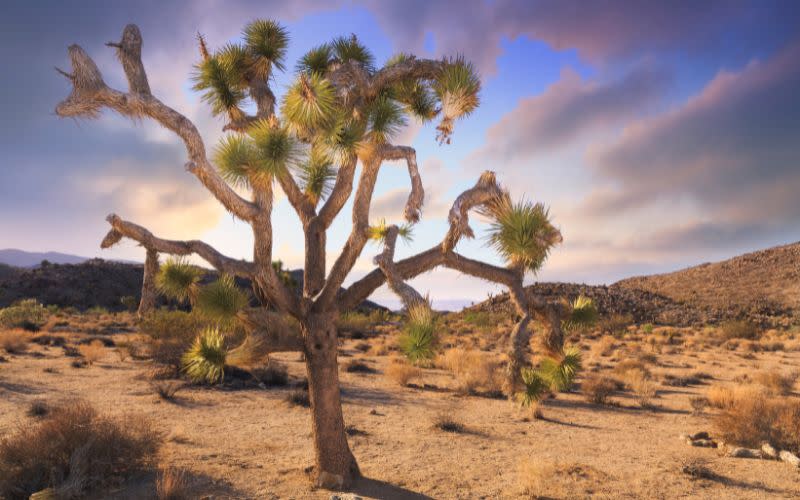 The Twenty-Nine Palms Band of Mission Indians (TPBMI) signed a co-management agreement with Joshua Tree National Park last summer. (photo/Canva Pro)