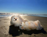 <p>Pearl and Shoko, Pekingese, Kiawah Island, S.C. (Photograph by Lara Jo Regan) </p>