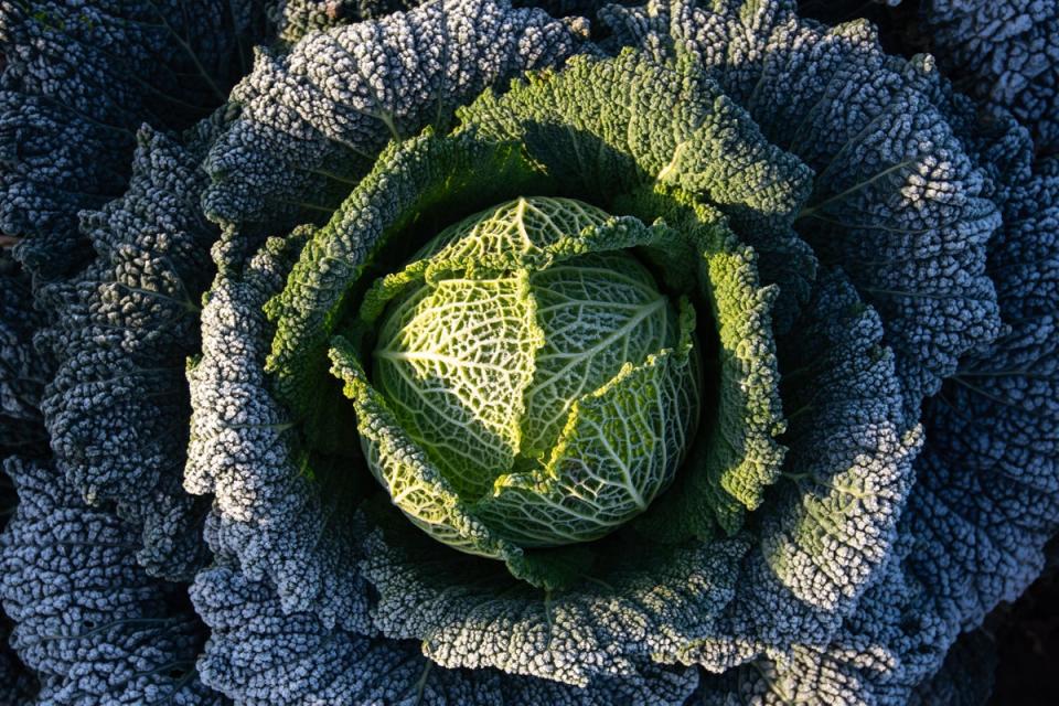 Brassicas are key to the Atlantic diet (PA Archive)