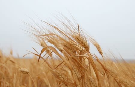 A wheat field is seen in the Assanamein area, south of Damascus, Syria August 20, 2009. REUTERS/Khaled al-Hariri/File Photo