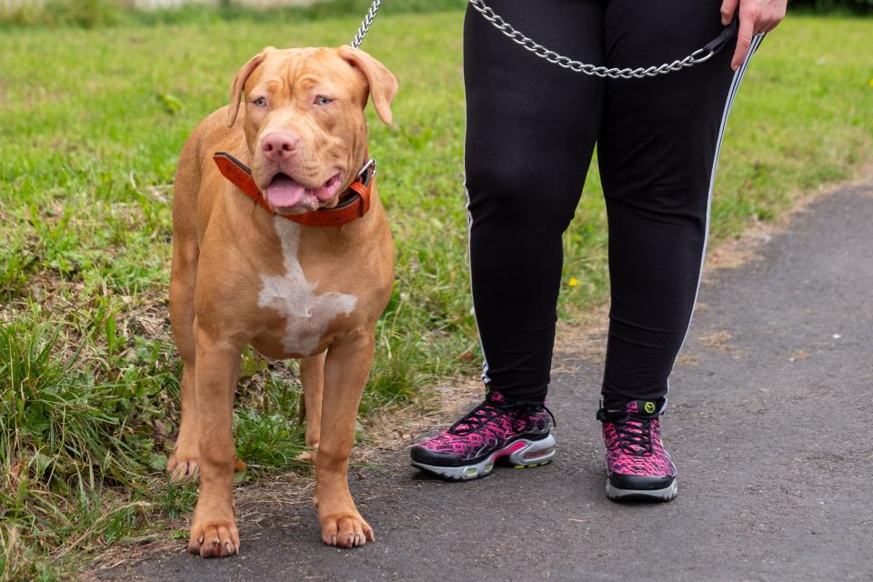 6 Month Old American XL Bully Dog in UK Home