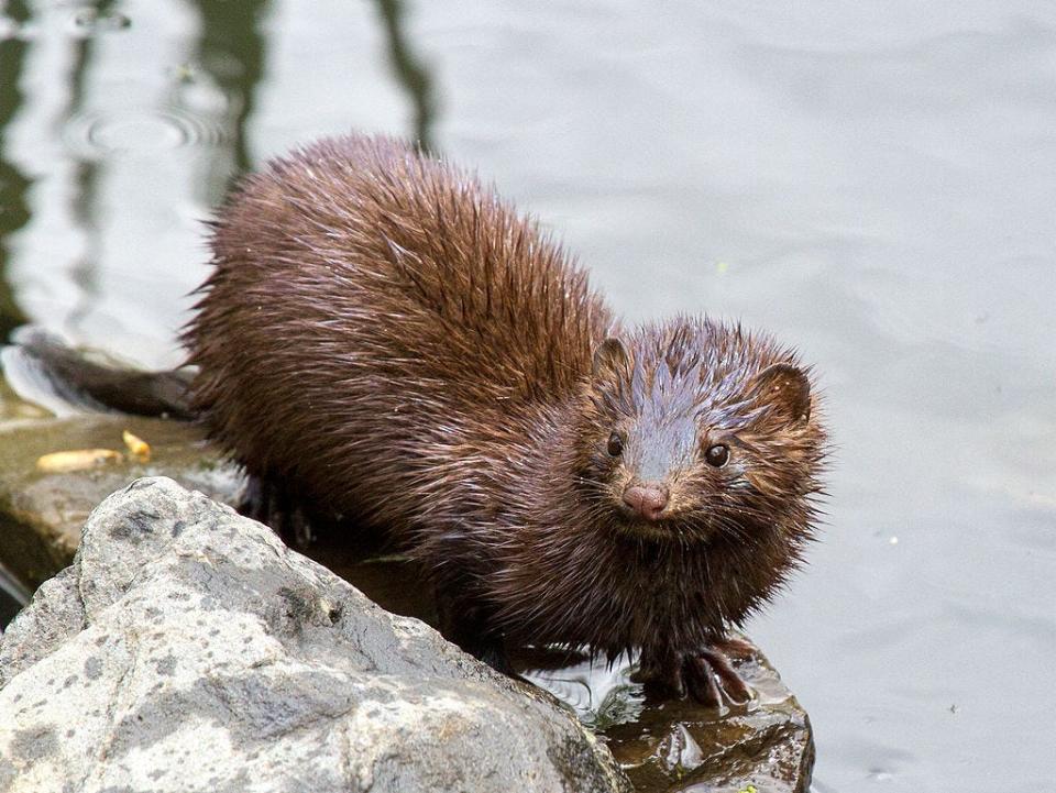 American mink