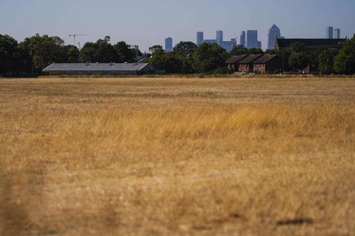 The skyline of the financial district of Canary Wharf is stands in the background as the grass in the Wanstead Flats is dry, in London, Friday, Aug. 12, 2022. Heatwaves and prolonged dry weather are damaging landscapes, gardens and wildlife, the National Trust has warned. Britain is braced for another heatwave that will last longer than July's record-breaking hot spell, with highs of up to 35 degrees Celsius expected next week. (AP Photo/Alberto Pezzali)