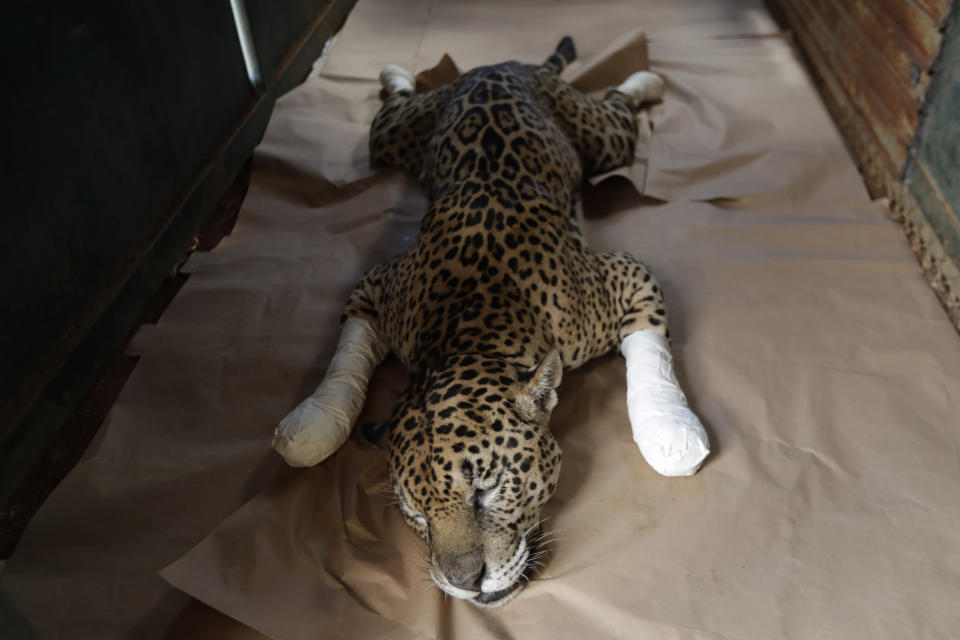 A Jaguar named Ousado, who suffered second-degree burns during the fires in the Pantanal region, rests in his cage after treatment at the headquarters of Nex Felinos, an NGO aimed at defending endangered wild cats, in the city of Corumba, Goias state, Brazil, Sunday, Sept. 27, 2020. Two Jaguars, a male and a female, were rescued from the great Pantanal fire and are receiving treatment with laser, ozone therapies and cell injections to hasten recovery of burned tissue. (AP Photo/Eraldo Peres)