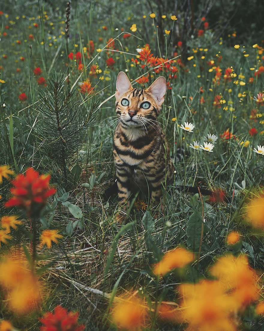 Flor de mascota.