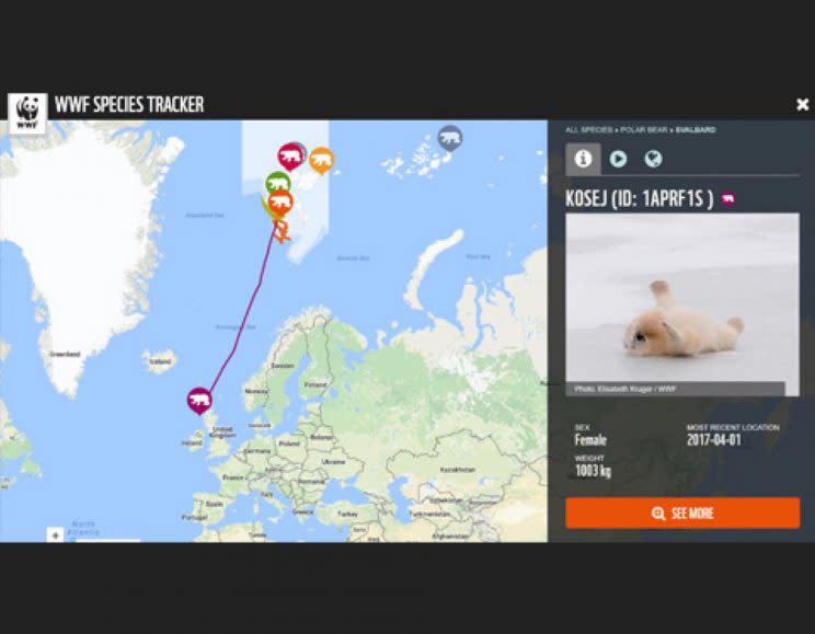 No, this polar bear tracker isn't real (Picture: WWF)