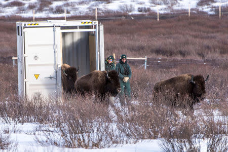 Parks Canada resource conservation staff, Saundi Norris and Dillon Watt, watch as bison return to Banff National Park in Alberta, Canada in this February 1, 2017 handout photo. Dan Rafla/Parks Canada/Handout via REUTERS