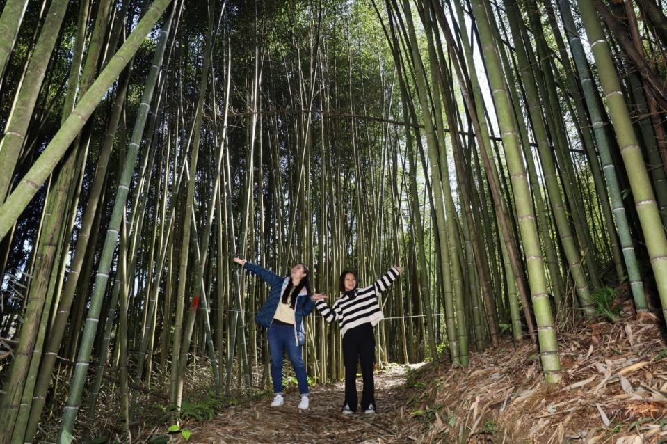 五峰白蘭溪古道秘境大片竹林景緻迷人。（圖：縣府提供）