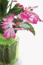 <p><strong>Common name: </strong>Christmas cactus</p><p><strong>Light: </strong>Place in indirect light</p><p><strong>Care: </strong>Needs well-drained compost; tolerates high humidity</p><p><strong>Tips:</strong> Avoid over-watering, under-watering or other stress to prevent flowers from dropping.</p><p><a class="link " href="https://go.redirectingat.com?id=127X1599956&url=https%3A%2F%2Fwww.etsy.com%2Fuk%2Flisting%2F824594061%2Feaster-cactus-schlumbergera-gaertneri&sref=https%3A%2F%2Fwww.housebeautiful.com%2Fuk%2Fgarden%2Fplants%2Fg151%2Fbest-plants-kids-bedrooms%2F" rel="nofollow noopener" target="_blank" data-ylk="slk:BUY NOW;elm:context_link;itc:0;sec:content-canvas">BUY NOW</a></p>