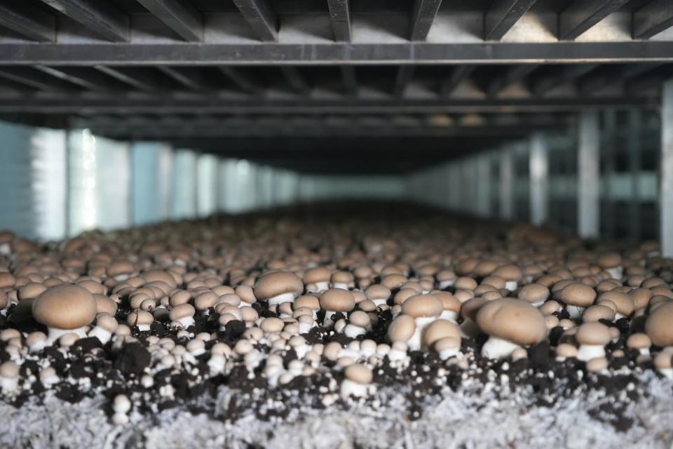 Millions of cremini mushrooms grow at Whitecrest Mushrooms, a mushroom farm based in Putnam, Ont., whose products appear in everywhere, from the kitchen table to the back seat of a BMW. 
