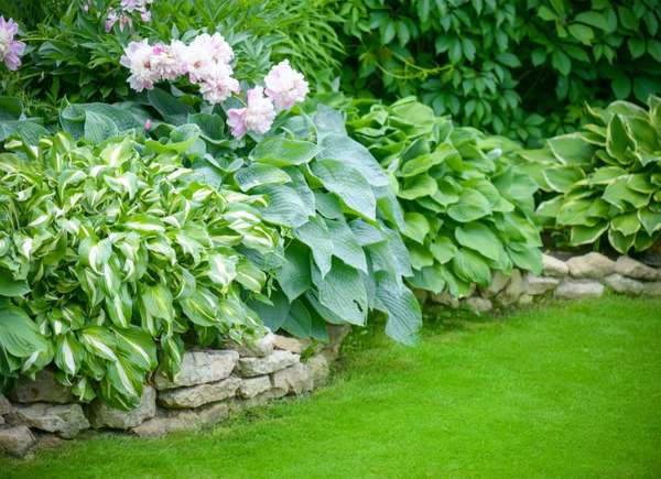 A variety of hostas growing in a garden bed with a stone border.