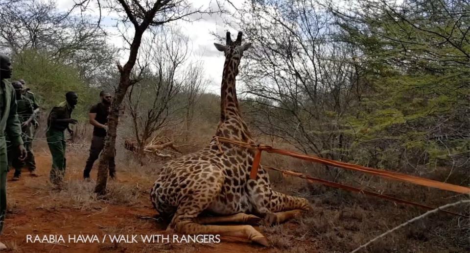 El animal había caído en una trampa de furtivos en el Parque Natural de Tsavo, en Kenia. (Créditos: Caters)