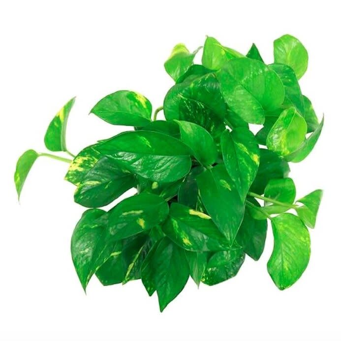 Golden Pothos Plant