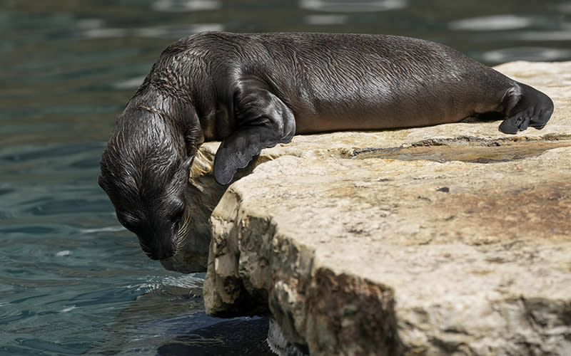 A baby sea lion sits at the edge of a flat rock, hanging its head over the side to look at the water just below.