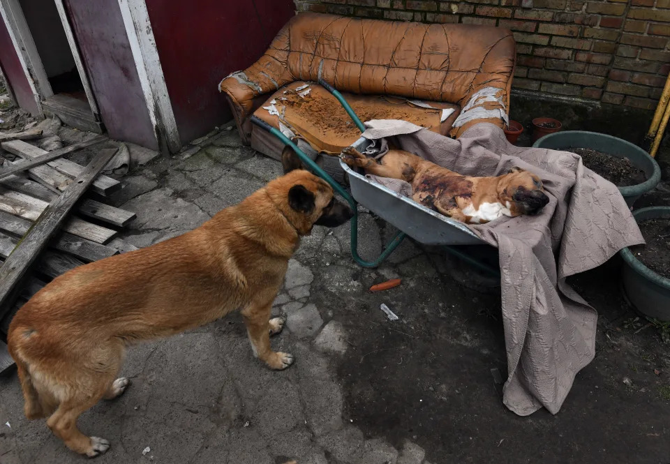 A dog stands near a wheelbarrow containing a family dog that was shot dead in Bucha.