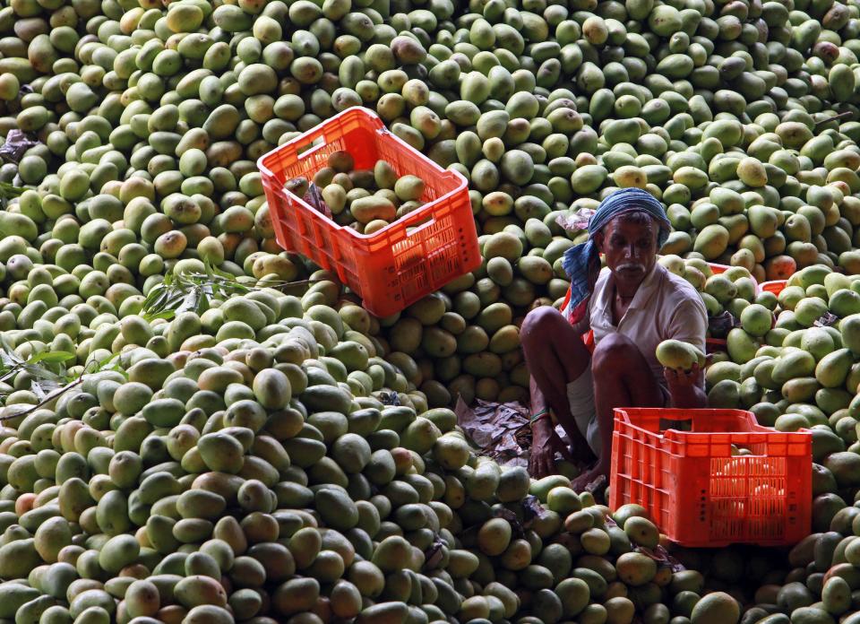 An Indian laborer sorts mangoes at a fruit market in Hyderabad, India, Wednesday, May 7, 2014. Mangoes start arriving in Indian markets in April, providing a juicy, delicious respite from summer temperatures and humidity as they start climbing to oppressive levels. (AP Photo/Mahesh Kumar A.)