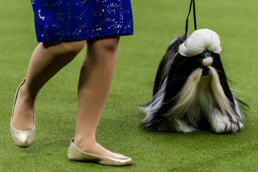 Westminster Dog Show Photos They Don't Want You to See