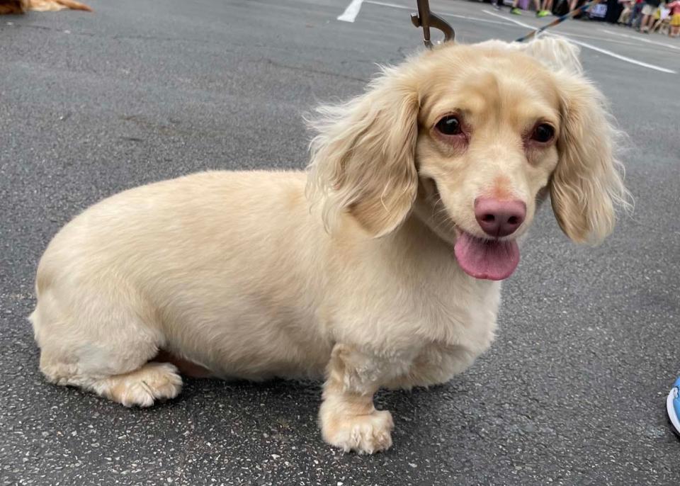 Roxy the English Crème Miniature Dachshund is a little nervous, but still “smiles” for the camera at Puppy Palooza at the Pinnacle at Turkey Creek April 15, 2023.