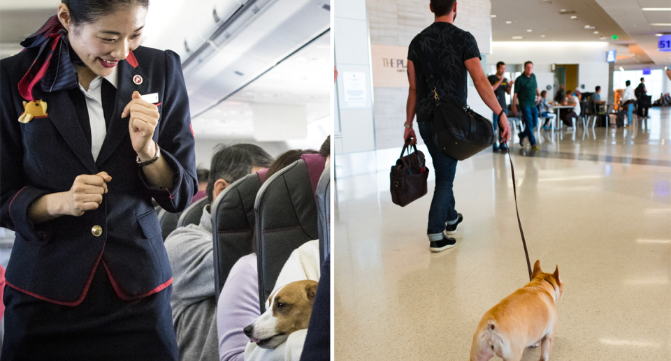 Overseas airlines have taken a more liberal approach to pets on planes. Source: Getty