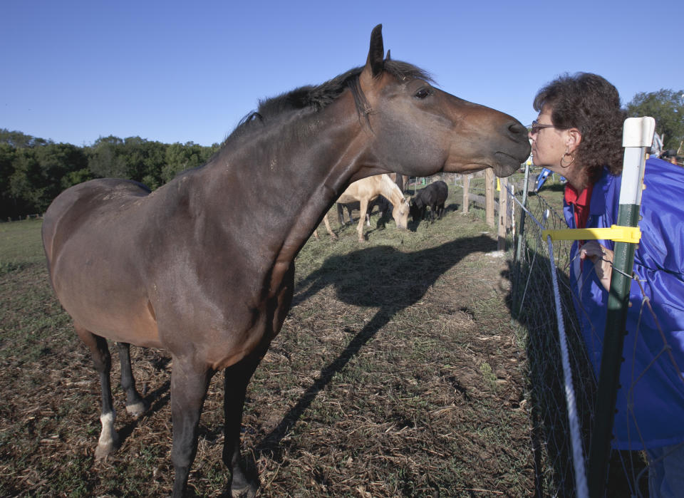 Genea Stoops who runs Hooves & Paws Rescue of the Heartland, interacts with three-year-old Theodore, one of the horses she shelters in Glenwood, Iowa, Friday, Aug. 17, 2012. Because of drought, little but stubble is left on pastures, and hay prices have soared, forcing some owners who can no longer afford to feed their horses to abandon them on the doorstep of animal rescue operations such as the Stoops' .(AP Photo/Nati Harnik)