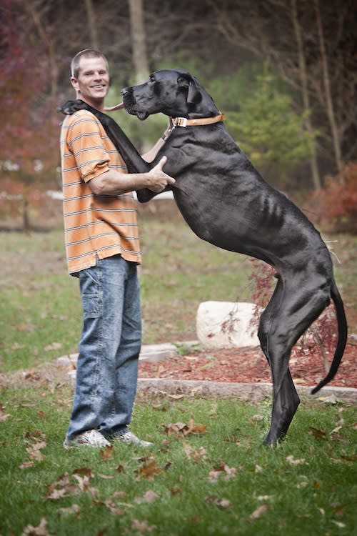 Tallest Dog