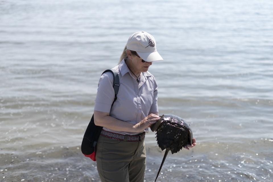 Susan Linder, a horseshoe crab egg density team leader with the Horseshoe Crab Recovery Coalition examines a crab during an interview with The Associated Press at Reeds Beach in Cape May Court House, N.J., Tuesday, June 13, 2023. The biomedical industry is adopting new standards to protect the sea animal that is a linchpin of the production of vital medicines. (AP Photo/Matt Rourke)