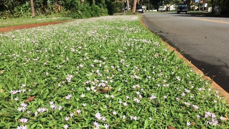 The pusley plant is nicknamed “Florida snow” and thrives in the fall in South Florida.