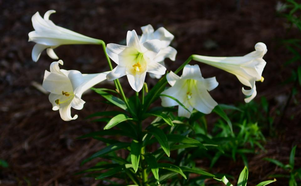 You can take Easter Lilies and plant them and they should bloom the following year.  They are a wonderful flower to add to the garden